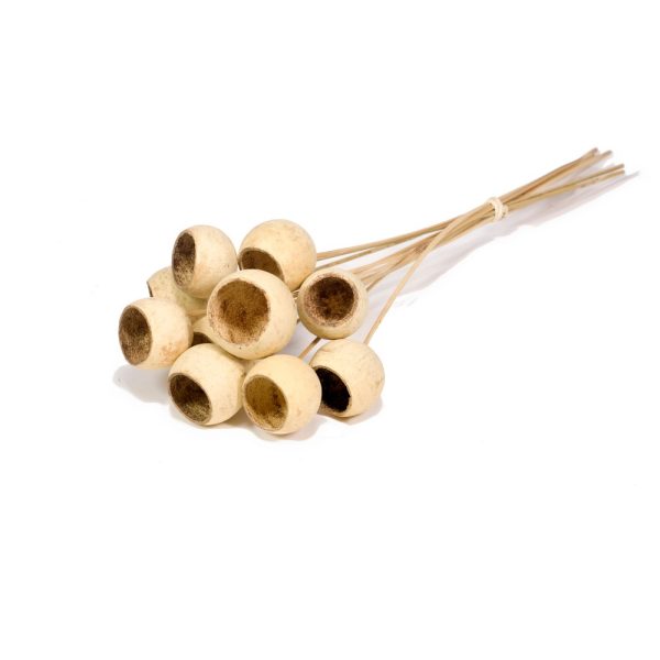 RAMI BELL CUP NATURALE 10 PZ  (Cod. 39172-01)