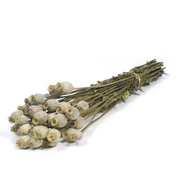 PAPAVERI SECCHI NATURALI  (Cod. 39922-01)