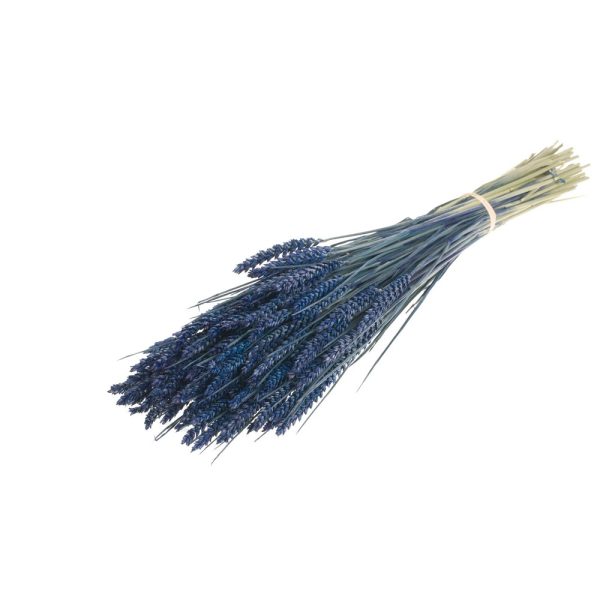 GRANETTO TRITICUM TARWE OLANDESE blu-scuro (Cod. 37911-01)