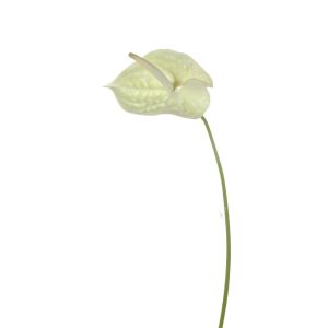 RAMO ANTHURIUM CM 72 crema (Cod. 33513-03)