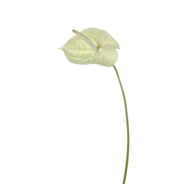 RAMO ANTHURIUM CM 72 crema (Cod. 33513-03)