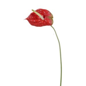RAMO ANTHURIUM CM 72 rosso-verde (Cod. 33513-04)