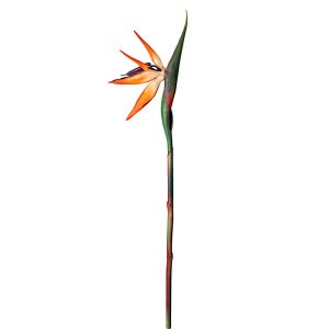 RAMO STERLIZIA 80/85 CM naturale (Cod. 28598-01)