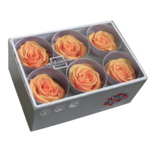 BOX TESTE DI ROSA D 6-6,5CM STABILIZ. PZ.6 pesca (Cod. 8330-13)