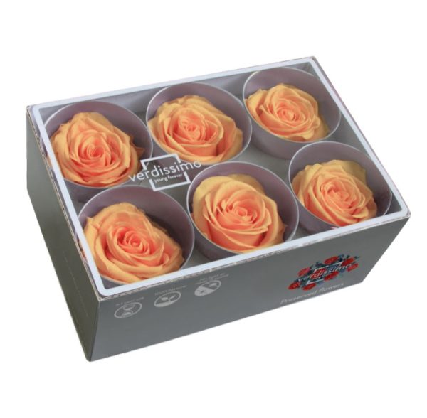 BOX TESTE DI ROSA D 6-6,5CM STABILIZ. PZ.6 pesca (Cod. 8330-13)