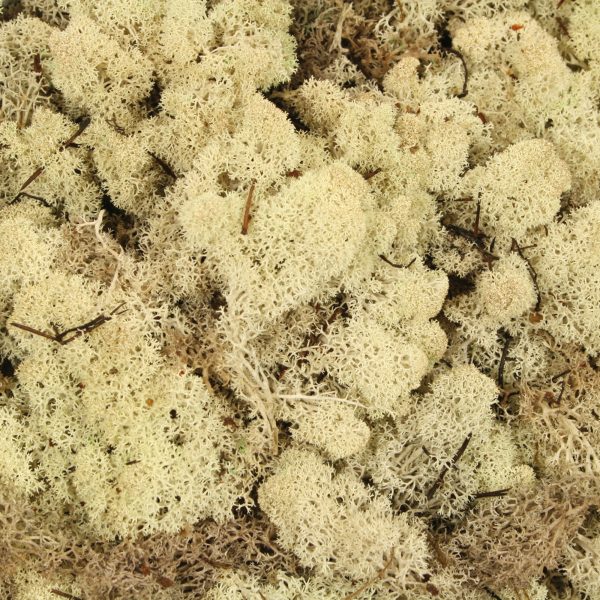 MUSCHIO LICHENE NORDICO STABILIZZATO 500 GR naturale (Cod. 39335-01)