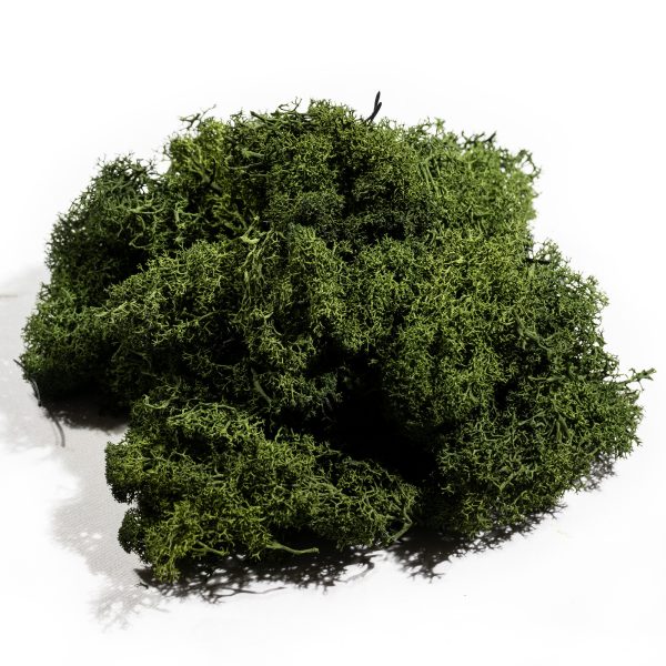 MUSCHIO LICHENE NORDICO STABILIZZATO 500 GR verde-muschio (Cod. 39335-03)