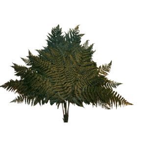 FELCIONI DI MONTE BUSTA DA 5 PZ. verde (Cod. 37942-01)