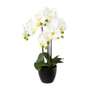 ORCHIDEA IN VASO 55 CM  (Cod. 39613-01)