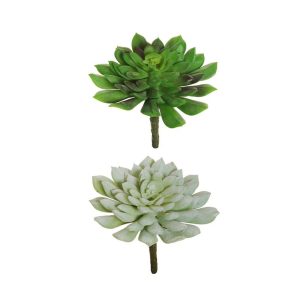 1 PZ. ECHEVERIA SUCCULENTA H15 D13 CM  (Cod. 39572-01)