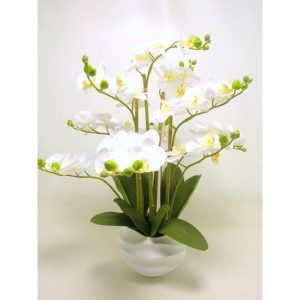 PIANTA PHALENOPSIS IN VASO 75 CM crema (Cod. 39561-01)