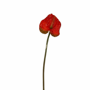 RAMO MINI ANTHURIUM CM.47 rosso-verde (Cod. 5946-03)