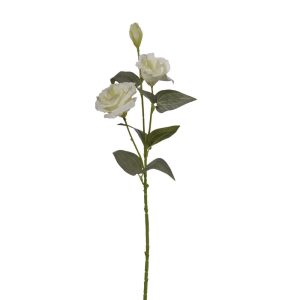 LISIANTHUS STEM X2 CM70 CON BOCCIOLO crema (Cod. 25697-01)