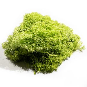 MUSCHIO LICHENE NORDICO STABILIZZATO 500 GR verde-mela (Cod. 39335-04)