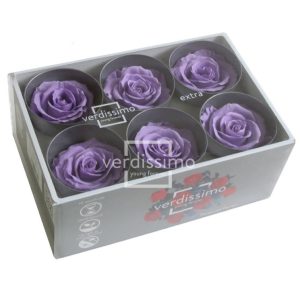 BOX TESTE DI ROSA D 6-6,5CM STABILIZ. PZ.6 lilla (Cod. 8330-27)