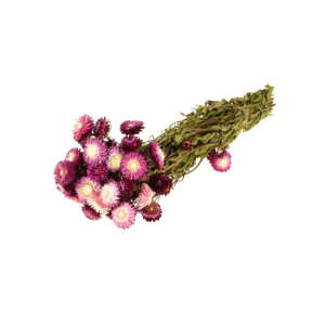 MAZZO HELICHRYSUM NATURAL rosa-scuro (Cod. 38894-03)