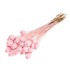 PAPAVERI SECCHI rosa (Cod. 37892-06)
