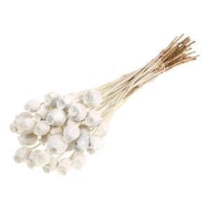 PAPAVERI SECCHI bianco (Cod. 37892-05)