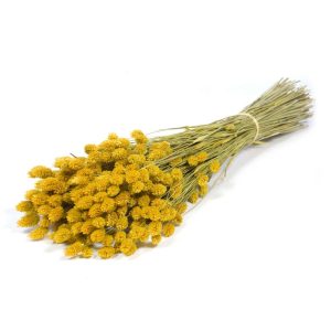 MAZZO PHALARIS  giallo (Cod. 39923-01)