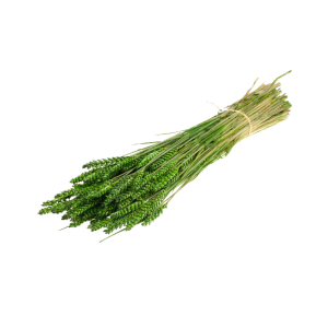 GRANETTO TRITICUM TARWE OLANDESE verde-muschio (Cod. 37911-12)