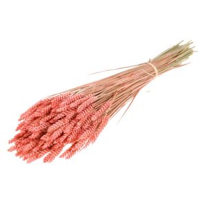 GRANETTO TRITICUM TARWE OLANDESE rosa (Cod. 37911-13)