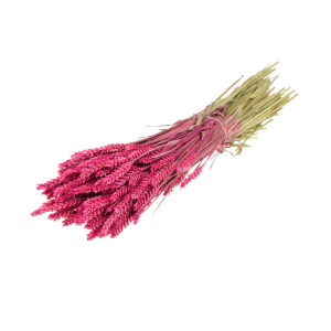GRANETTO TRITICUM TARWE OLANDESE SELEZIONATO ciliegia (Cod. 37910-07)