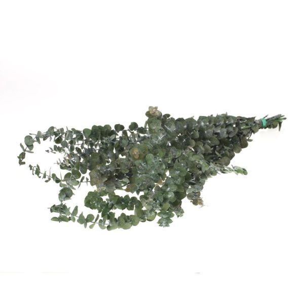 EUCALIPTO BABY verde-muschio (Cod. 39927-01)