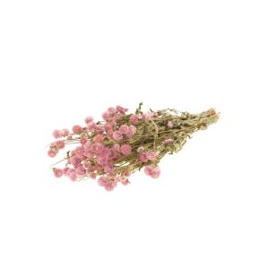 MAZZO GOMPHRENA rosa (Cod. 39928-01)