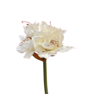 BOHEMIEN AMARYLLIS 72 CM bianco (Cod. 29580-02)