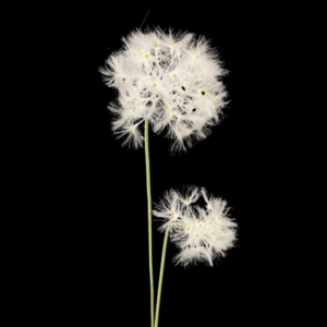 SOFFIONE X2 NATURALE H90 CM  (Cod. 33533-01)