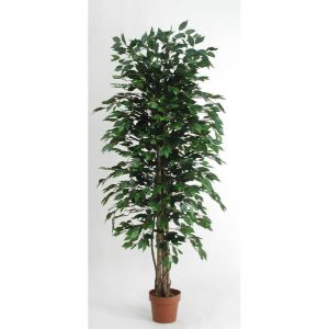 FICUS BENJAMIN 174 FOGLIE  H150 CM IN VASO D17 verde---con-tronco-vero (Cod. 8131-01)