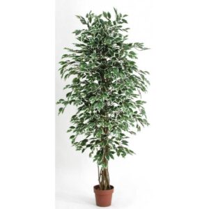 [125] PIANTA FICUS BENJAMIN 654 FOGLIE H125 IN VASO D17 variegato---con-tronco-vero (Cod. 6147-02)