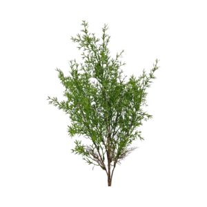 RAMO SPRINGERI H60 CM verde (Cod. 40163-01)