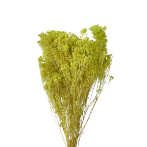 BROOM BLOOM COL. MAZZO GR.100 verde-colette (Cod. 6013-04)