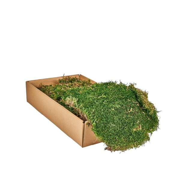 BOX MUSCHIO 500 GR  (Cod. 40043-01)