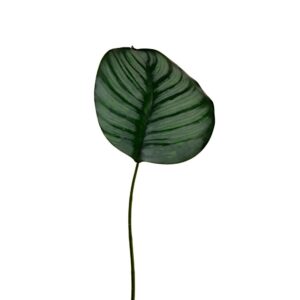 FOGLIA HOSTA 48 CM verde (Cod. 40254-01)