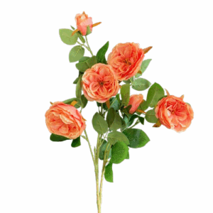 AUSTIN ROSE CM 70 salmone (Cod. 35907-05)