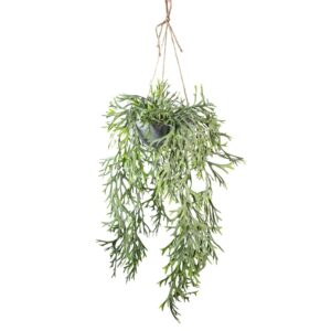 CITRONELLA  IN VASO DA APPENDERE CM 60 verde (Cod. 40489-01)