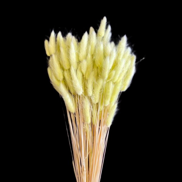 LAGURUS TOPINI GR.100 verde-chiaro (Cod. 32442-20)
