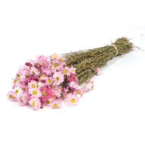 ACROCLINIUM NATURALI H50 CM rosa- (Cod. 40990-01)