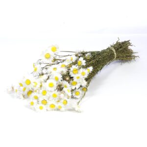 ACROCLINIUM NATURALI H50 CM bianco (Cod. 40990-02)