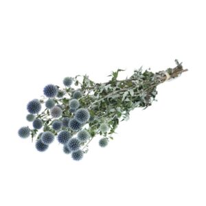 MAZZO ECHINOPS NATURAL H50 CM blu (Cod. 40992-01)