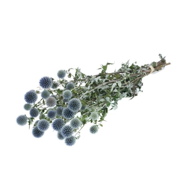 MAZZO ECHINOPS NATURAL H50 CM blu (Cod. 40992-01)