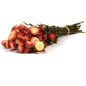 MAZZO HELICHRYSUM NATURALE H50 CM salmone- (Cod. 40993-01)