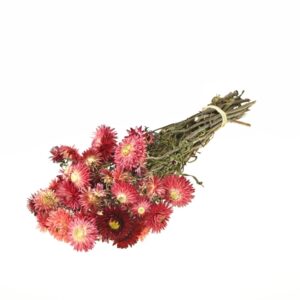 MAZZO HELICHRYSUM NATURALE H50 CM rosso-rubino (Cod. 40993-02)