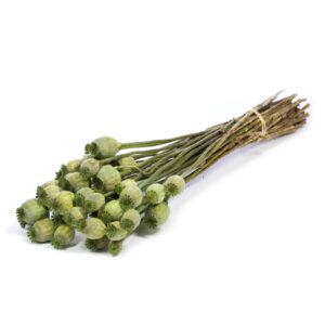 PAPAVERI SECCHI verde (Cod. 37892-08)