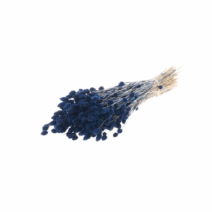 MAZZO PHALARIS  blu-scuro (Cod. 39923-05)