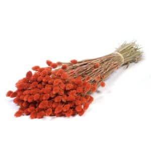 MAZZO PHALARIS  arancio-bruciato (Cod. 39923-06)