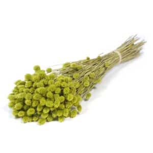 MAZZO PHALARIS  verde (Cod. 39923-07)