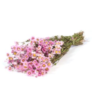 MAZZO RHODANTHE  rosa (Cod. 39935-01)